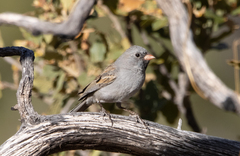 Spizella atrogularis