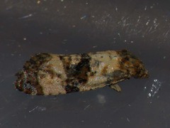 Phalonidia curvistrigana