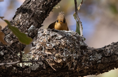 Mitrephanes phaeocercus