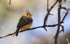 Mitrephanes phaeocercus