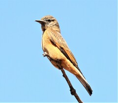 Hirundinea ferruginea