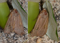 Noctuina