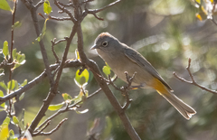 Leiothlypis crissalis