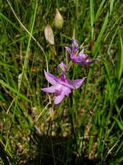 Calopogon tuberosus