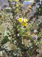 Aspalathus perfoliata