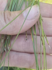 Trichophorum cespitosum