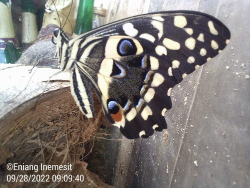 Papilionidae image