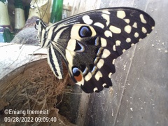 Papilio demodocus