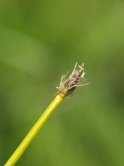 Trichophorum cespitosum