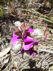 Polygala bracteolata