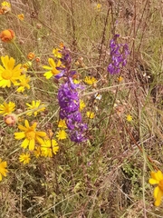 Lobelia fenestralis