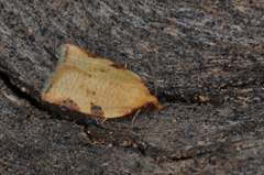 Clepsis siciliana