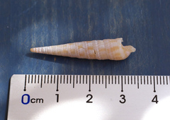 Terebra