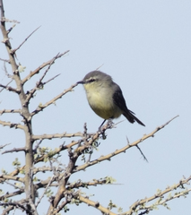 Stigmatura budytoides