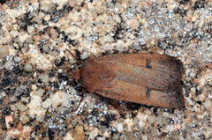 Agrotis trux