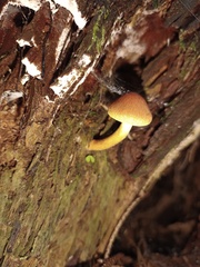 Cortinarius cinnamomeus