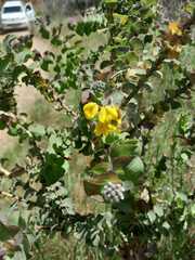 Aspalathus perfoliata