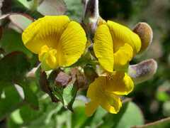 Aspalathus perfoliata