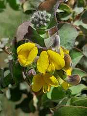 Aspalathus perfoliata