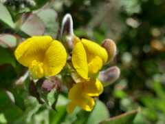 Aspalathus perfoliata