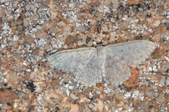 Scopula marginepunctata