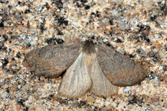 Onychora agaritharia