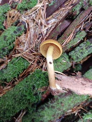 Cortinarius cinnamomeus