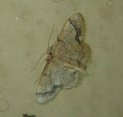 Idaea squamulata