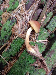 Cortinarius cinnamomeus