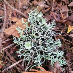 Hypogymnia imshaugii