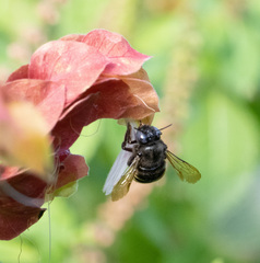 Xylocopa tabaniformis parkinsoniae