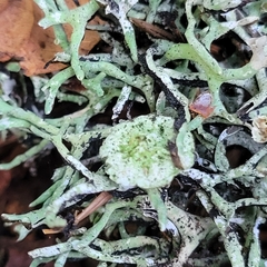 Hypogymnia imshaugii