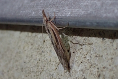 Thaumatopsis pexellus