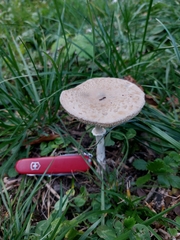 Macrolepiota mastoidea