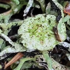 Hypogymnia imshaugii