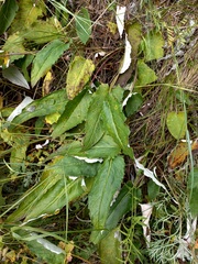 Saussurea controversa