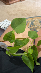 Ampelopsis