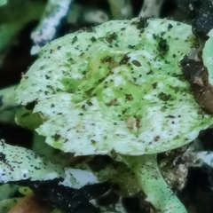 Hypogymnia imshaugii