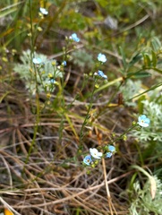 Eritrichium pectinatum