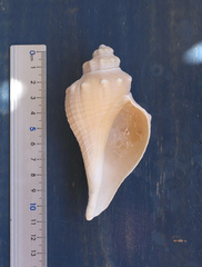 Brunneifusus ternatanus