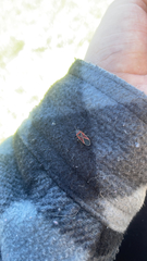 Neacoryphus bicrucis