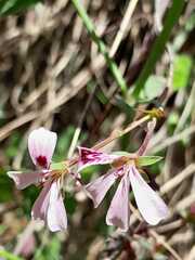 Pelargonium patulum patulum