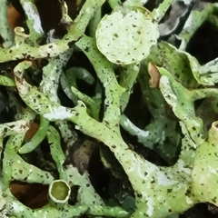 Hypogymnia imshaugii