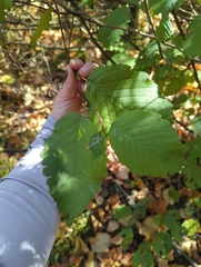 Alnus incana