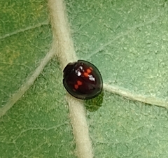 Chilocorus bipustulatus