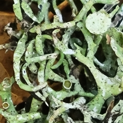 Hypogymnia imshaugii