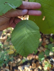 Alnus incana
