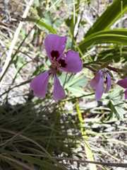 Pelargonium patulum patulum