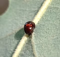 Chilocorus bipustulatus