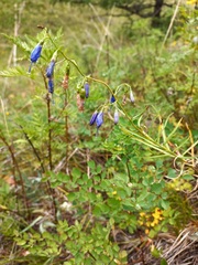 Adenophora stenanthina